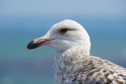 Island Hopping: Embracing the Culture and Lifestyle of America's Islands