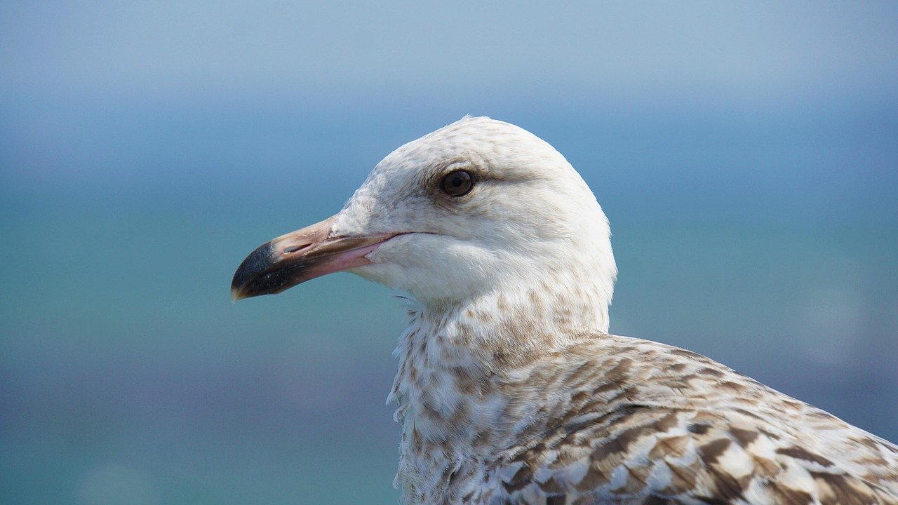 Island Hopping: Embracing the Culture and Lifestyle of America's Islands