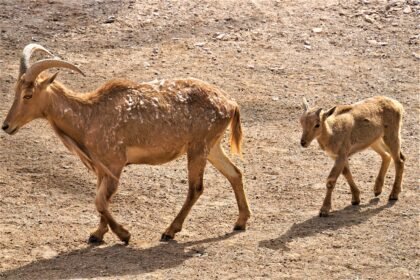 From Coastlines to Communities: Understanding US Island Lifestyles