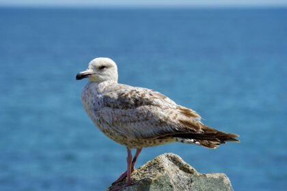 Cultural Festivals You Can't Miss When Visiting Island Communities