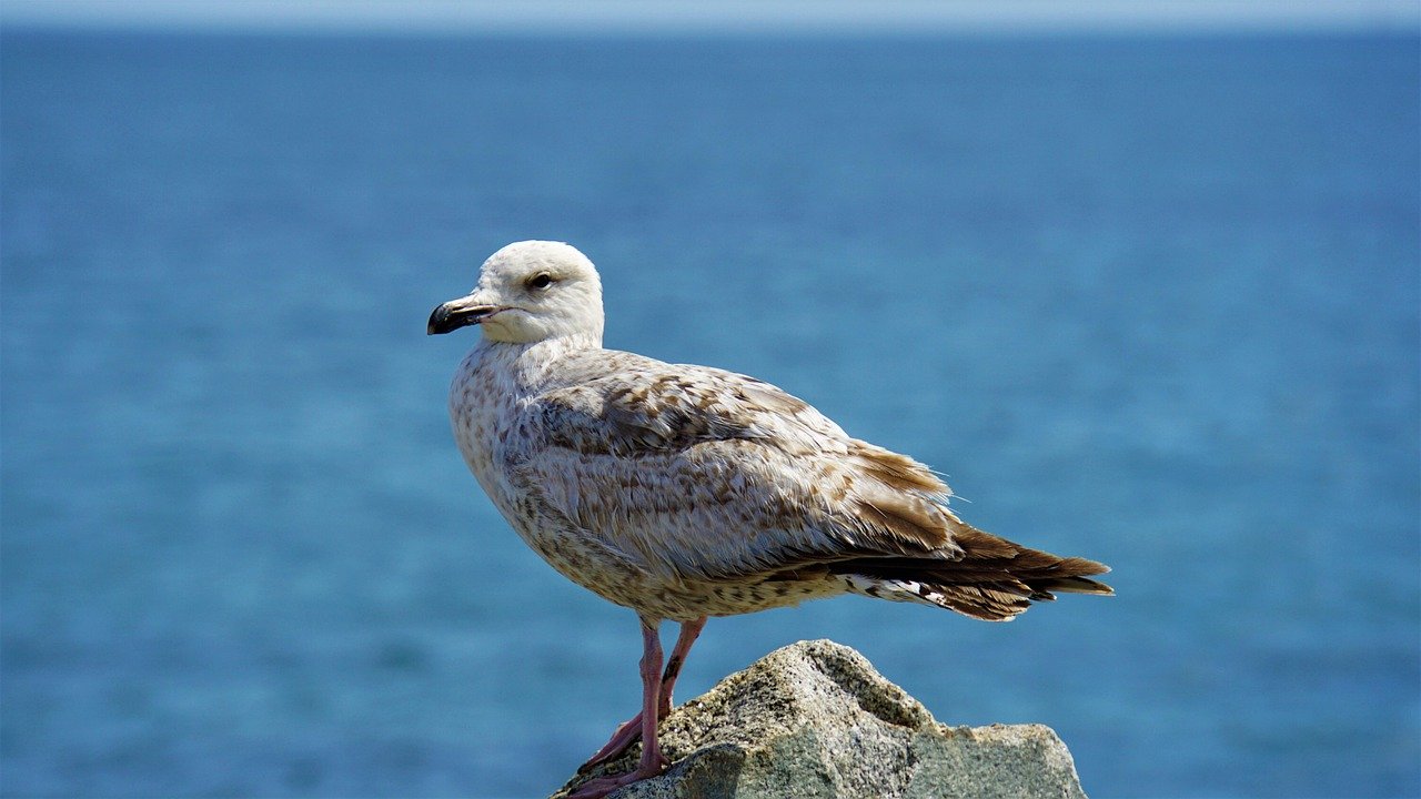 Cultural Festivals You Can't Miss When Visiting Island Communities