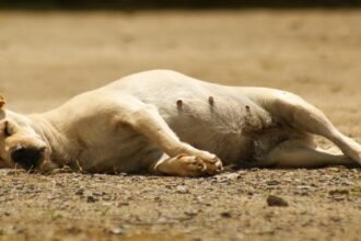 The Resurgence of American Industrial Parks: Investment Insights