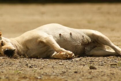 The Resurgence of American Industrial Parks: Investment Insights