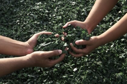 Resilient Islands: Green Communities in the Face of Climate Change
