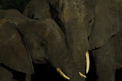 Surging Popularity of Eco-Friendly Island Getaways in America