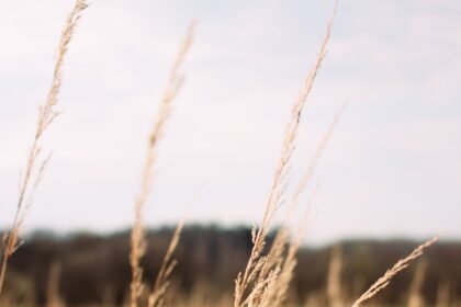 Transforming Island Living: The Benefits of Eco-Friendly Construction