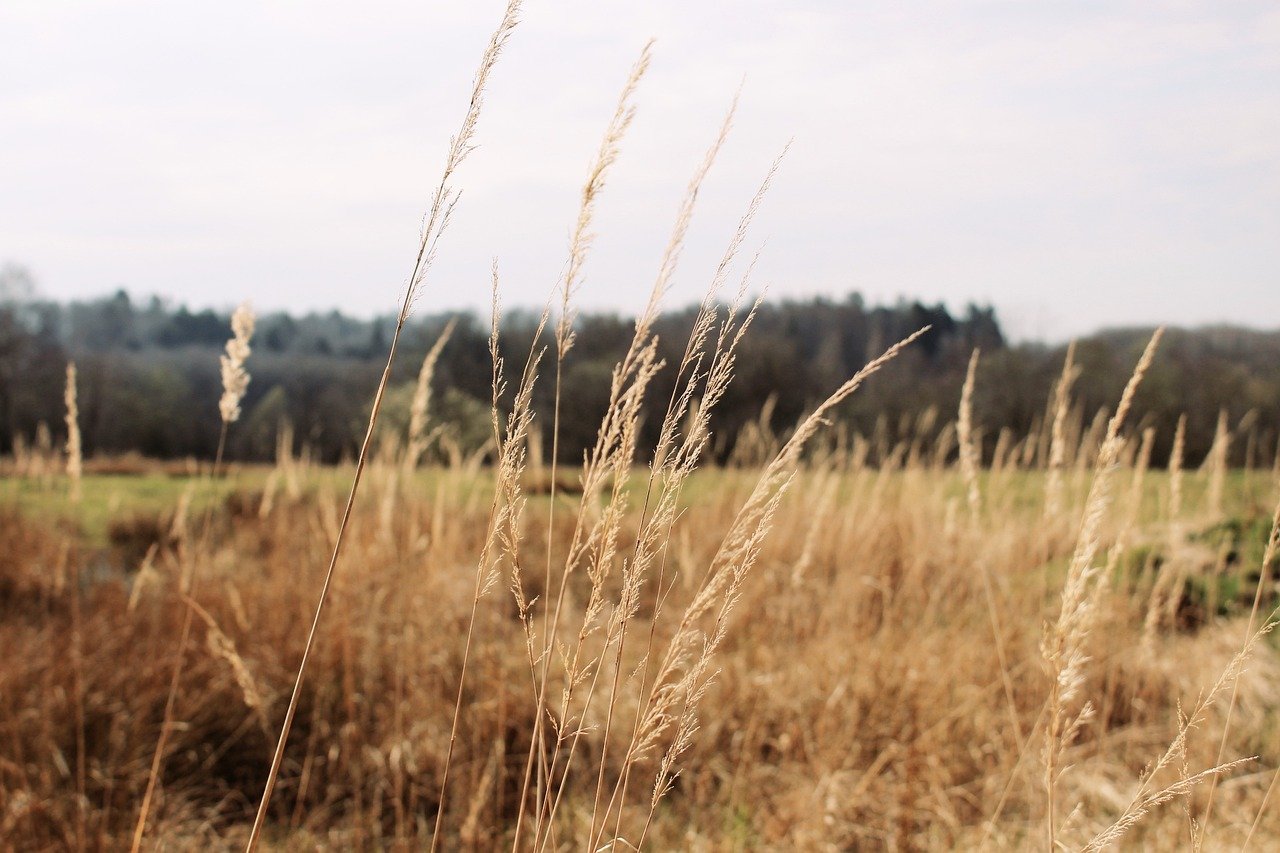 Verdant Futures: Sustainable Real Estate Transforming U.S. Islands