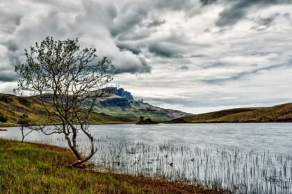 Habitat Restoration Efforts in US Island Developments