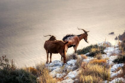 Land Trusts and Sustainable Living: Creating Lasting Impact in Island Communities