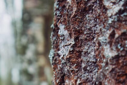 The Impact of Climate Change on Eco-Friendly Building Practices.