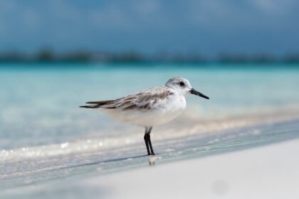 Revitalizing Coastal Communities: The Rise of Residential Projects on American Islands