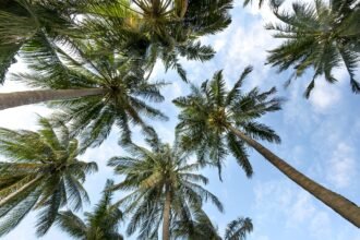 Commercial Ventures Set to Transform Island Economies in the U.S.