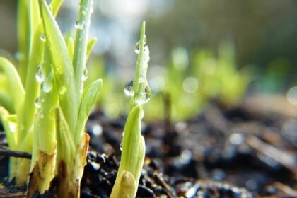 Urban Farming Initiatives Transforming Island Living
