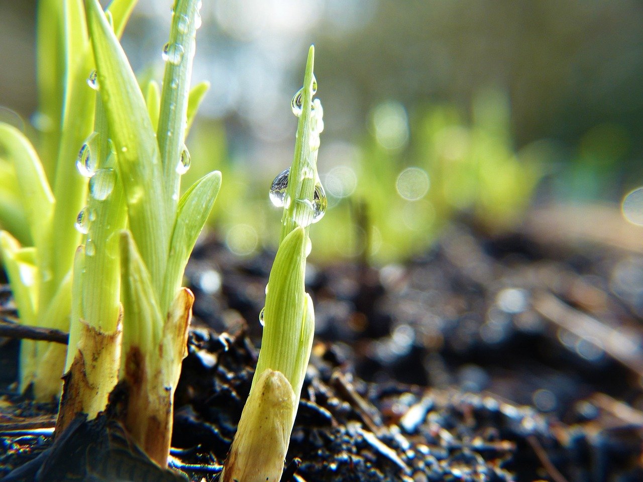 Urban Farming Initiatives Transforming Island Living