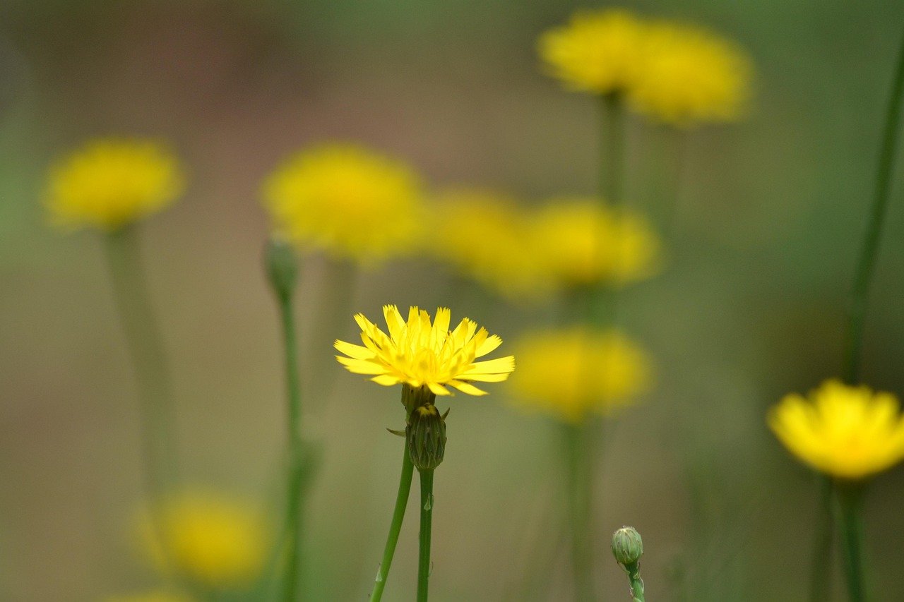 Balancing Preservation and Development on U.S. Coastal Islands