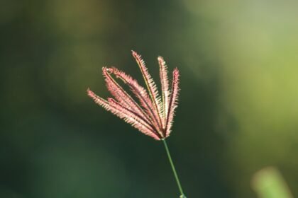 A Blueprint for Eco-Friendliness: Green Realty in Orcas Island