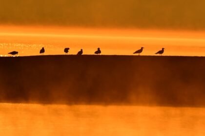 The Intersection of Conservation and Development in U.S. Islands